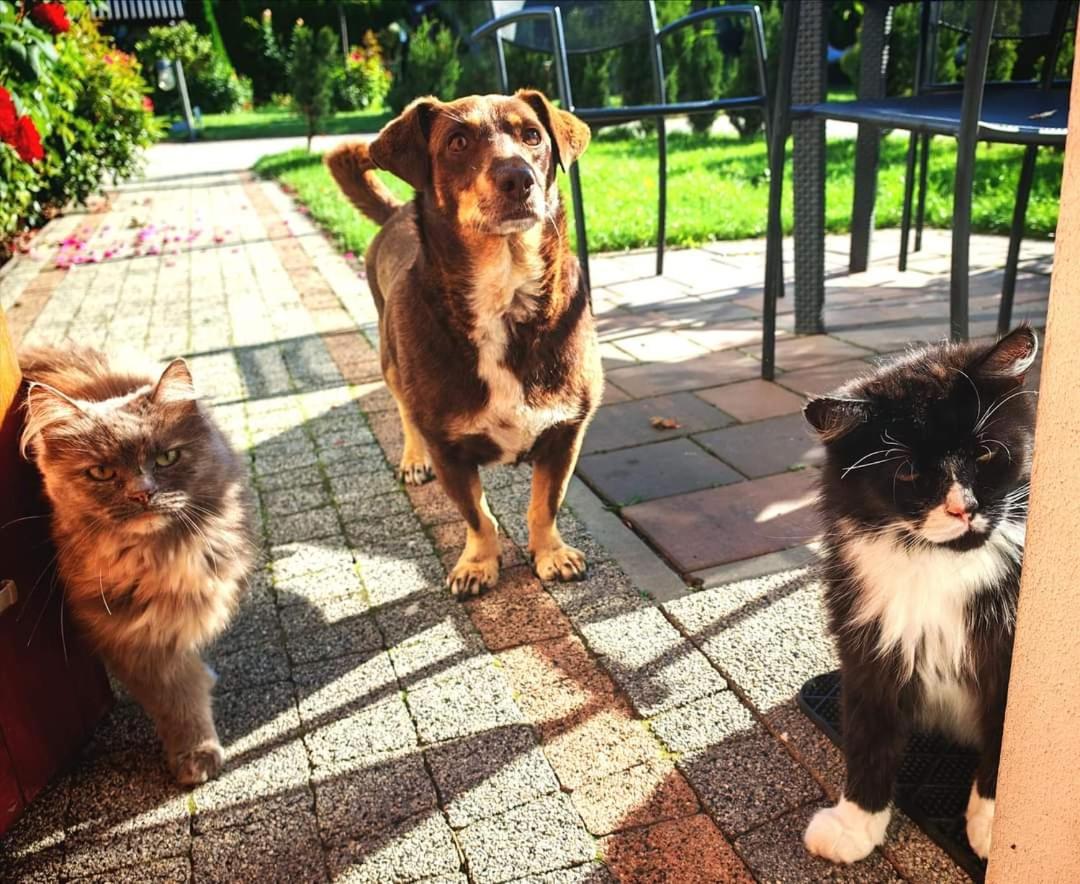Ostoja Czersk Gora Kalwaria Zamek Krolowej Bony Domki Caloroczne Exteriör bild